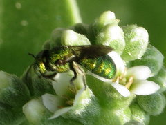 Ceratina smaragdula