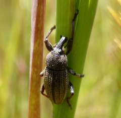 Stramia costirostris