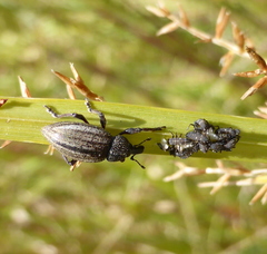 Stramia costirostris