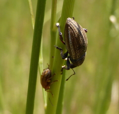 Stramia costirostris
