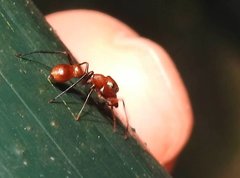 Myrmarachne formosana