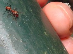 Myrmarachne formosana