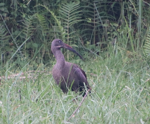 Hadada Ibis