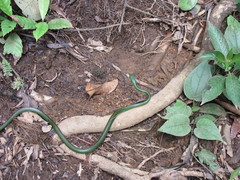 Leptophis ahaetulla