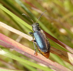 Buphonella nigroviolacea
