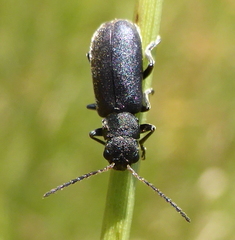 Buphonella nigroviolacea