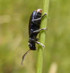 Buphonella nigroviolacea