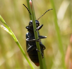 Buphonella nigroviolacea