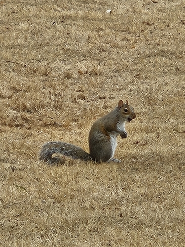 Eastern Gray Squirrel