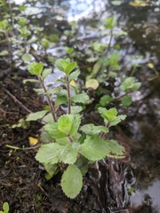 Hygrophila difformis