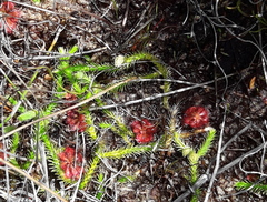 Lateristachys lateralis