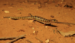 Eremiascincus richardsonii