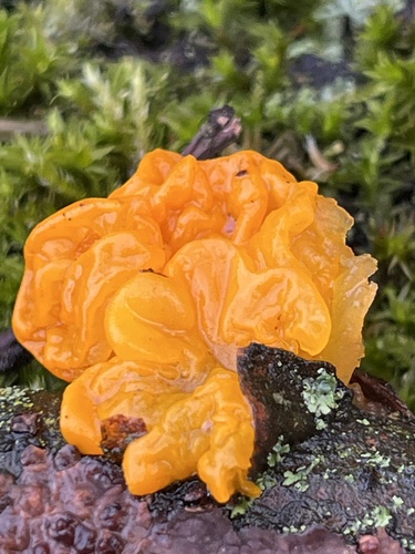 Golden Jelly Fungus