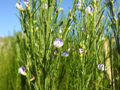Psoralea filifolia