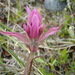 Castilleja raupii - Photo (c) Alison, algunos derechos reservados (CC BY-NC), subido por Alison