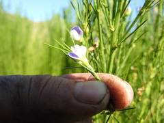 Psoralea filifolia