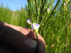 Psoralea filifolia