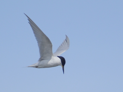 iNaturalist image