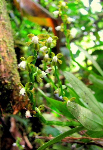 Epidendrum alfaroi image