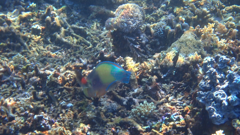 Japanese Parrotfish