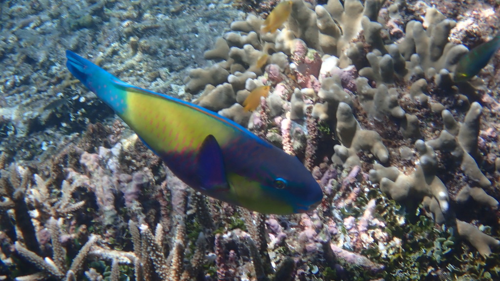 Japanese Parrotfish