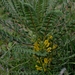Astragalus macrocarpus - Photo (c) אריה אוהד, μερικά δικαιώματα διατηρούνται (CC BY-NC), uploaded by אריה אוהד