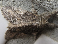 Calliteara conjuncta