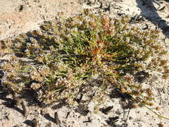 Lobelia jasionoides