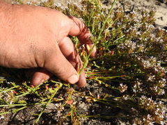 Lobelia jasionoides