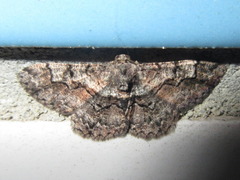 Satoblephara parvularia