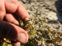 Lobelia jasionoides