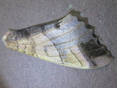 Marumba
