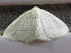 Parabapta clarissa