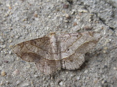 Chiasmia hebesata