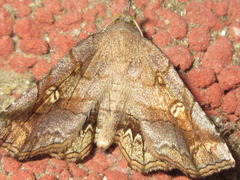 Pangrapta flavomacula