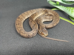 Pareas carinatus