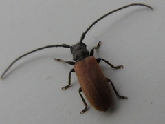 Anaesthetobrium luteipenne