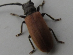 Anaesthetobrium luteipenne