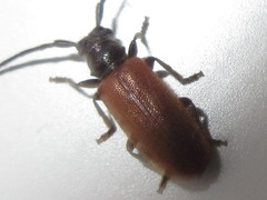 Anaesthetobrium luteipenne