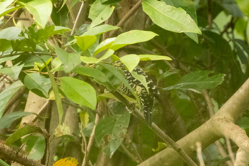 Buff-rumped Woodpecker (Meiglyptes grammithorax), photo 4