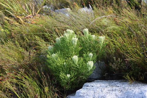 King Gustavs Sceptre (Paranomus sceptrum)