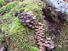 Mycena tintinnabulum