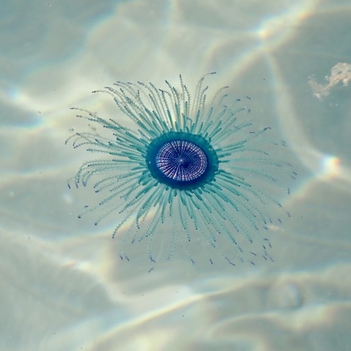Blue Button (Porpita porpita)