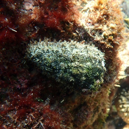 Prince Cone (Conus princeps)