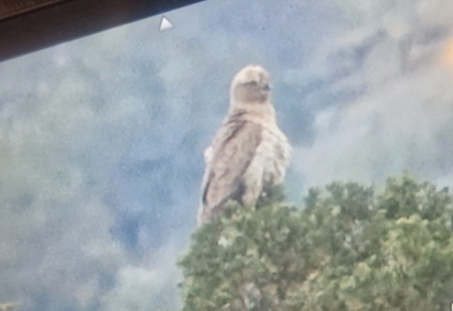 Short-toed Snake-Eagle