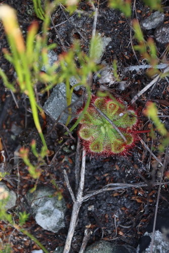 Dryland Sundew (Drosera xerophila)