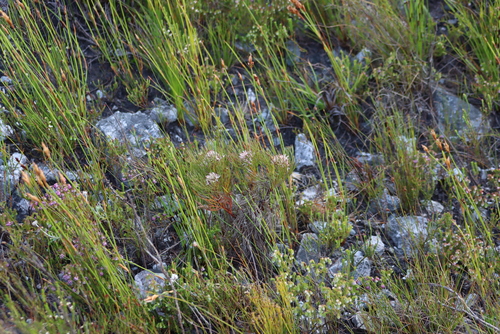 Kleinmond Spiderhead (Serruria ascendens)