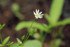 Stellaria crassifolia