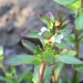 Common Purslane Speedwell - Photo (c) Aidan Campos, some rights reserved (CC BY-NC), uploaded by Aidan Campos