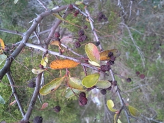 Pyracantha koidzumii